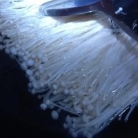 白灼金针菇的做法图解3
