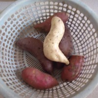 炸番薯片的做法图解1