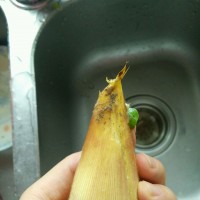 鲜笋煎蛋汤的做法图解1