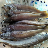 红烧小黄鱼的做法图解1
