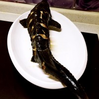 红烧鲟鱼的做法图解4