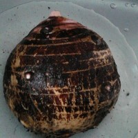 芋头焖排骨的做法图解1