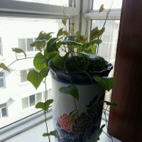拔丝铁棍山药的做法图解3
