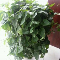 拔丝铁棍山药的做法图解4