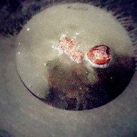 酱香排骨的做法图解5