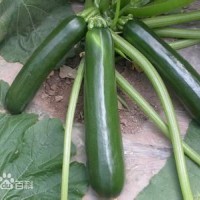 西葫芦酿肉饼的做法图解10