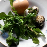荠菜蒸蛋羹的做法图解1