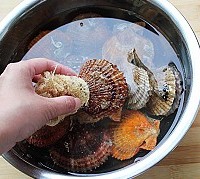 蒜香烤扇贝的做法图解1