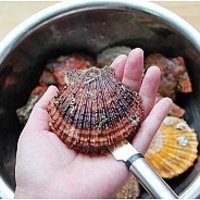 蒜香烤扇贝的做法图解2