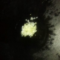 凉瓜炒猪肉的做法图解4