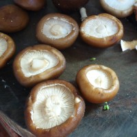 清蒸酿香菇的做法图解6