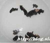黑鱼汤的做法图解3