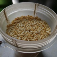 粉蒸肉(自制蒸肉粉)的做法图解4