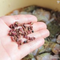 香辣干锅牛蛙的做法图解2