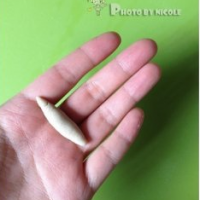 蘑菇莜面鱼鱼的做法图解6