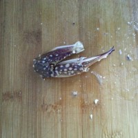 土豆泥烩螃蟹的做法图解4