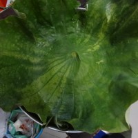 粉蒸排骨的做法图解6