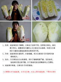 肉末蚝汁娃娃菜的做法图解3