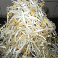 素炒绿豆芽的做法图解2