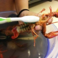 香辣口味虾的做法图解1