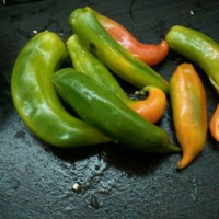 十分钟快手菜~虎皮尖椒的做法图解1