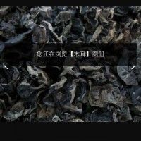 补铁木耳