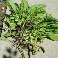 自家菠菜拌鸡丝