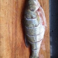 清蒸鲈鱼