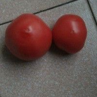 ѳ