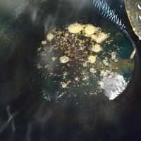 口蘑烧鸡腿