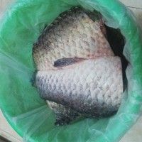 红烧咸鱼附咸鱼的腌制方法