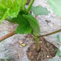 油泼秋葵