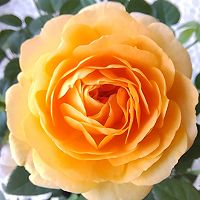 ںͷͼƬ7