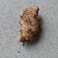 ±ͼƬ1