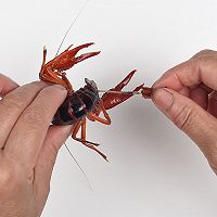 ںСϺͼƬ3