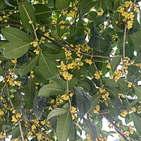 ڹ۵ͼƬ1