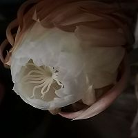 꼻ͼƬ2