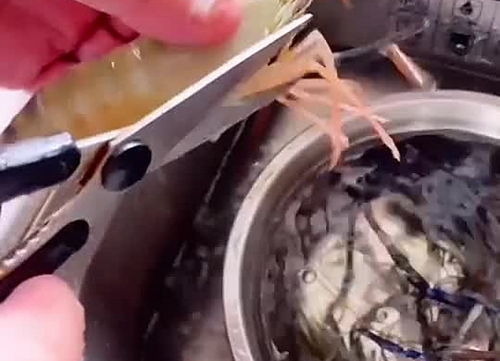 ͥϺ