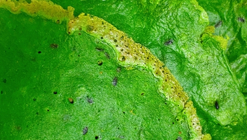 ˱