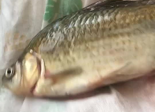 㶹