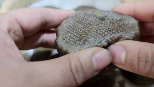 ڼ
