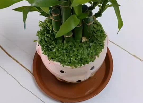èèҰ