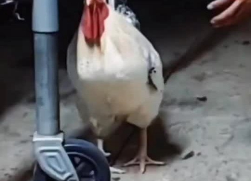 ̼Ƥ