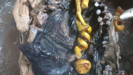 Ļ