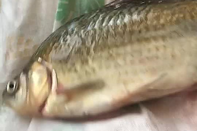 㶹