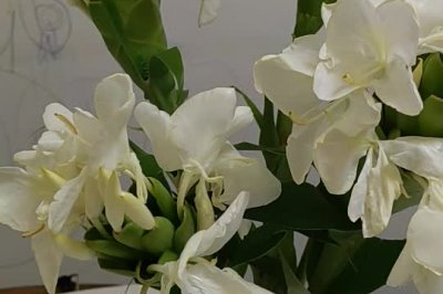 Ƥ
