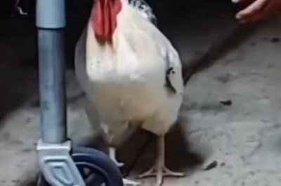 ̼Ƥ