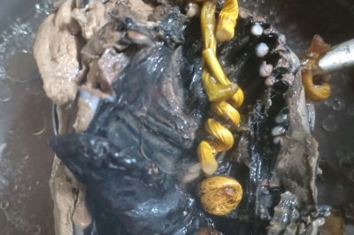 Ļ